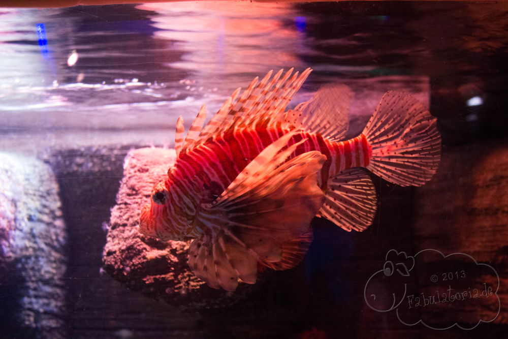 sealife014